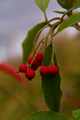 Photinia davidiana-6 Głogownik